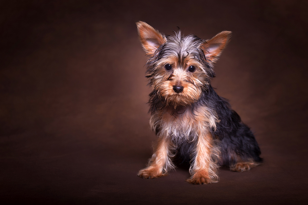 Shaun Schlager Photography Pets